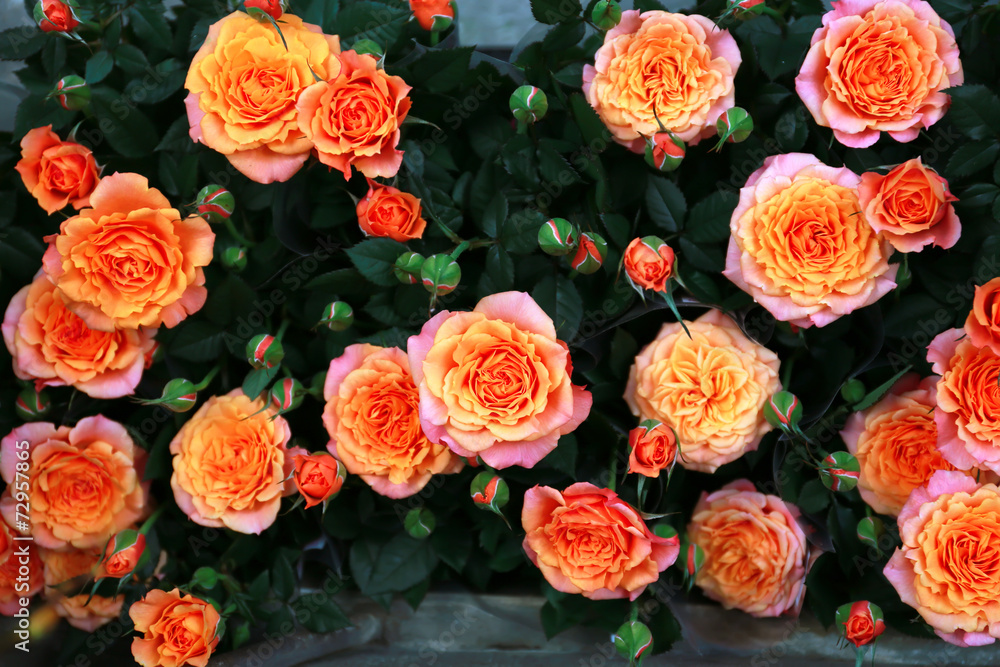 Naklejka premium Orange roses background