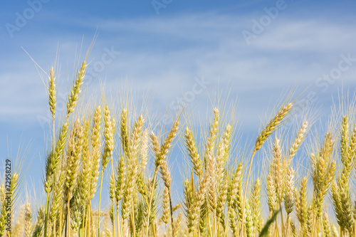 Wheat Field