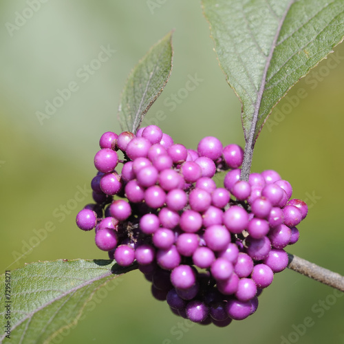 callicarpa 62 photo