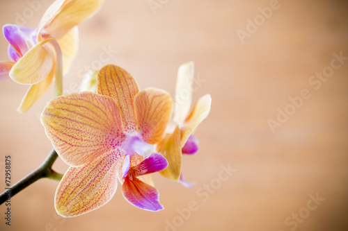 Fototapeta Naklejka Na Ścianę i Meble -  Orchid.