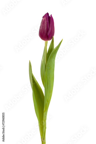Fototapeta Naklejka Na Ścianę i Meble -  tulip flower burgundy