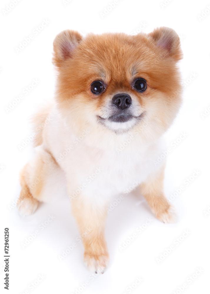 pomeranian dog brown short hair