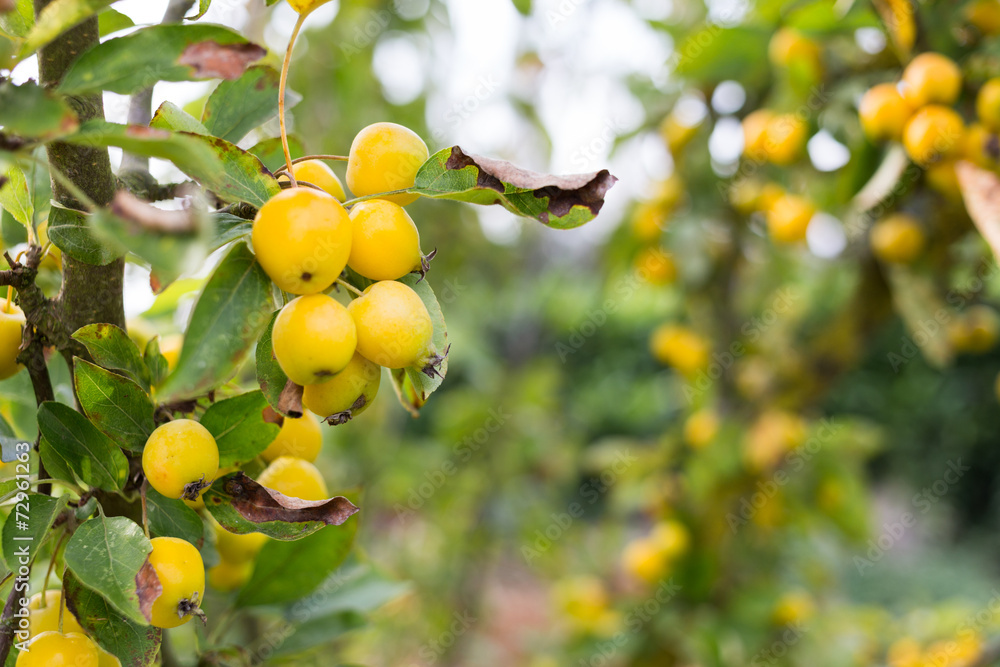 Bright Yellow Berries on a Tree