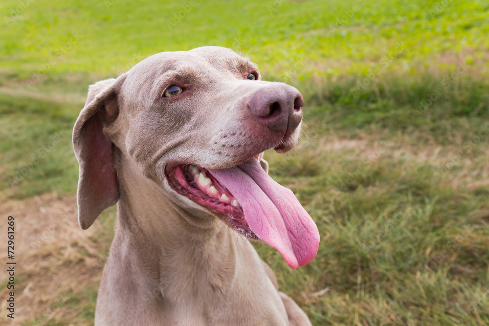 Weimaraner Weimaraner