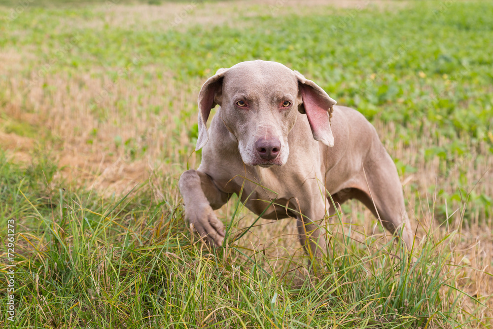Weimaraner Weimaraner