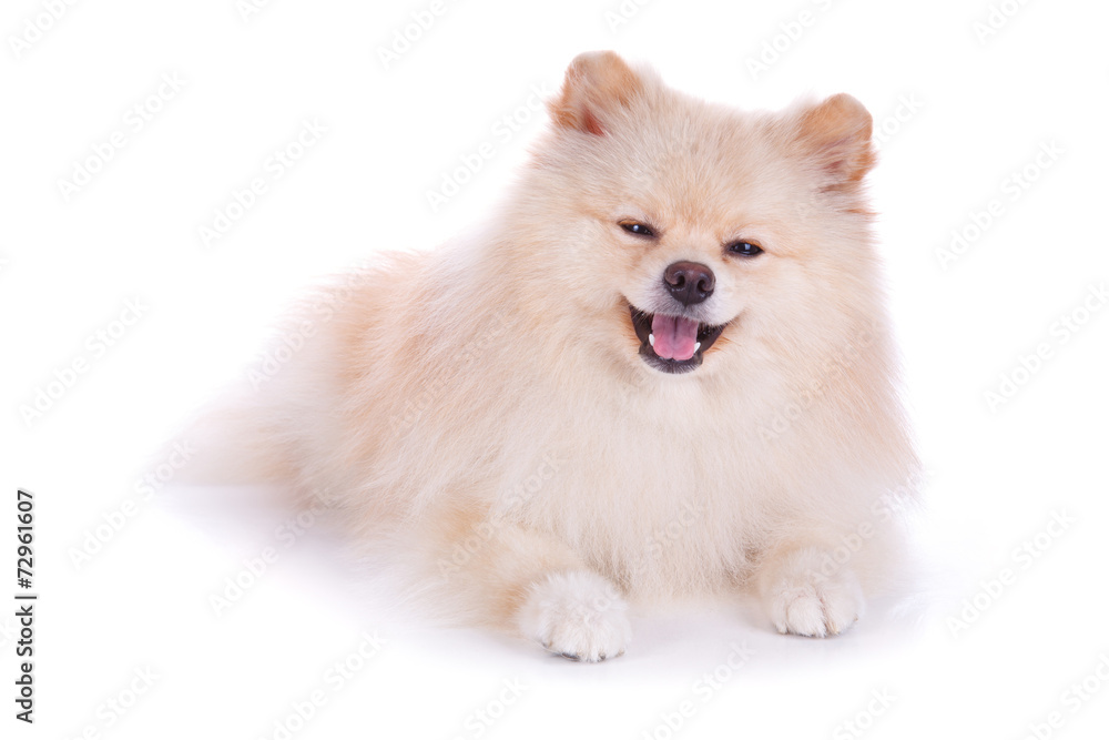 Obraz premium white pomeranian puppy dog