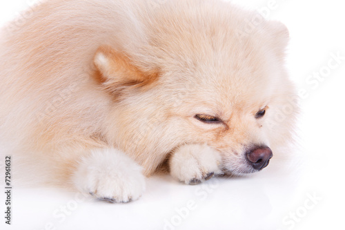 pomeranian dog sleeping