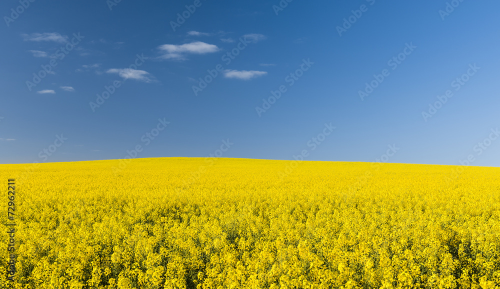 Canola Field Canola Field