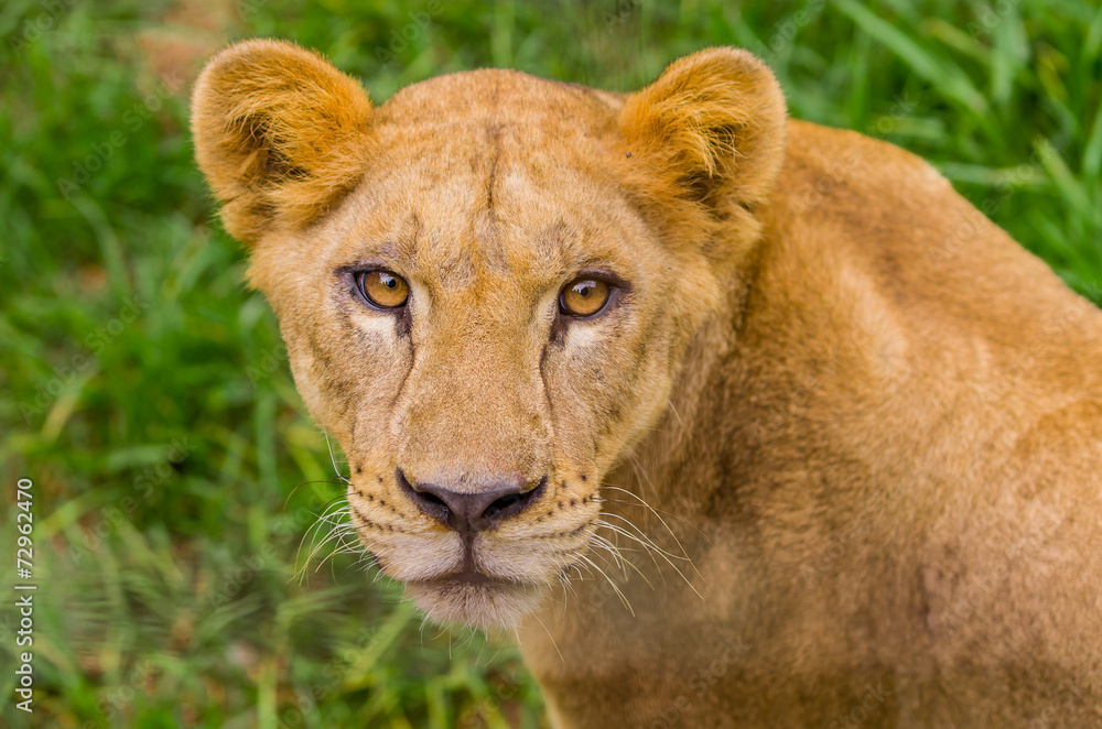 Obraz premium closeup portrait of beautiful lioness