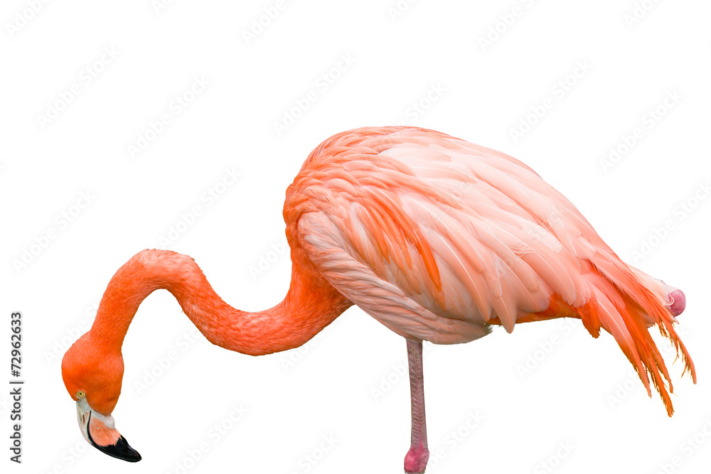 Fototapeta premium Zbliżenie różowy ptak flamingo na białym tle