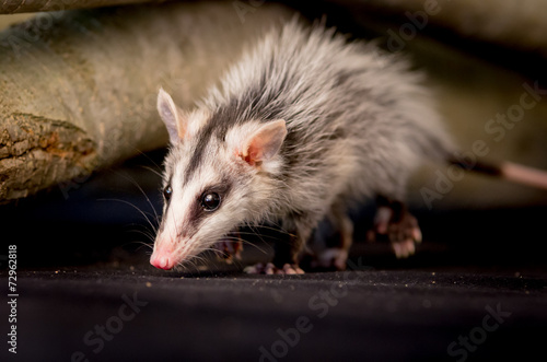andean white eared opossum on a branch zarigueya andina