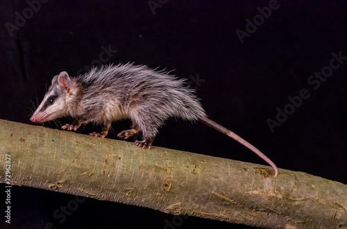 andean white eared opossum on a branch zarigueya photo