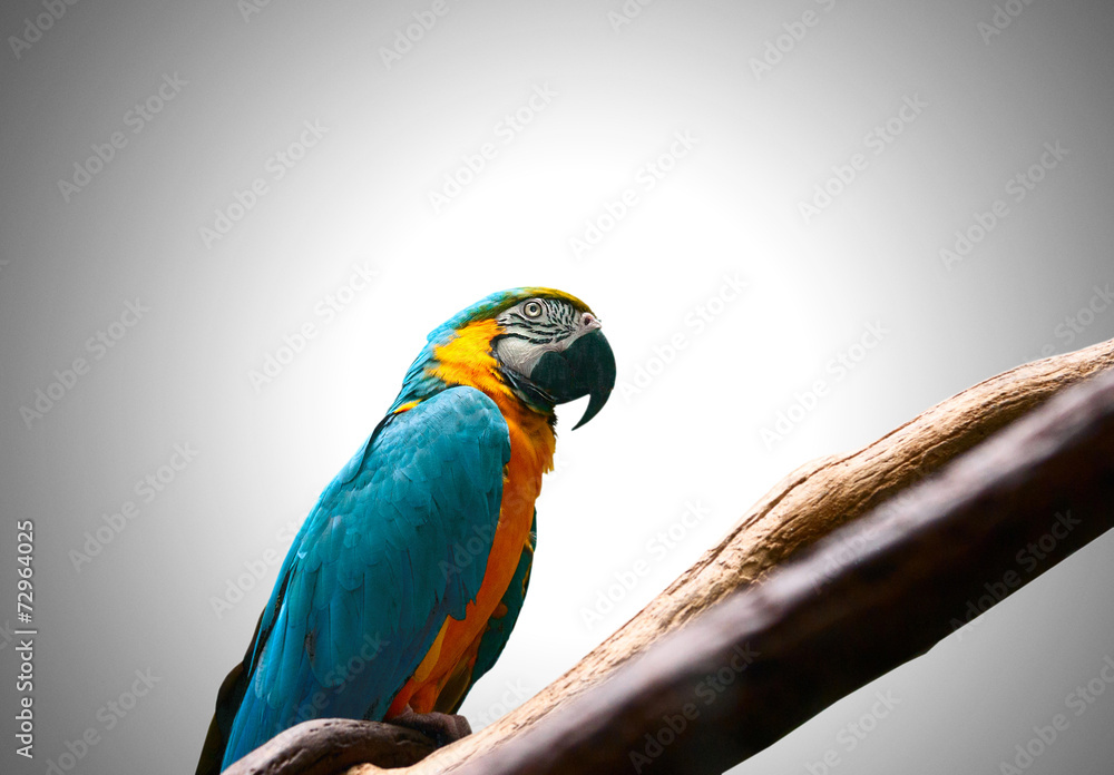 Obraz premium Colourful parrot bird sitting on the perch