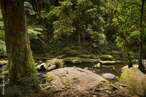 Otways National Park photo