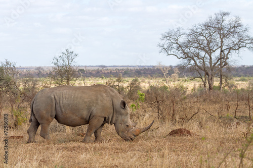 White Rhino Grazing at Kruger National Park  South Africa