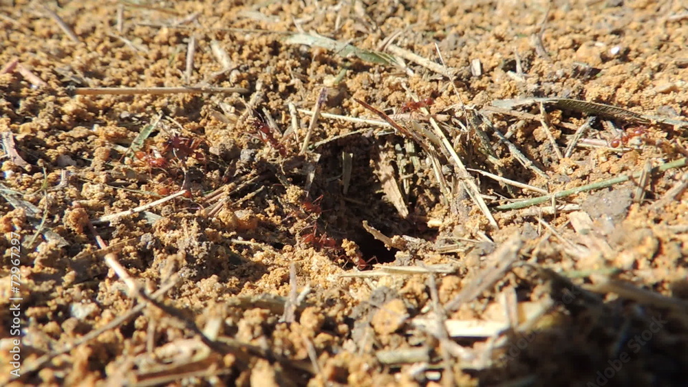 Red ants working in the nest Red ants working in the nest