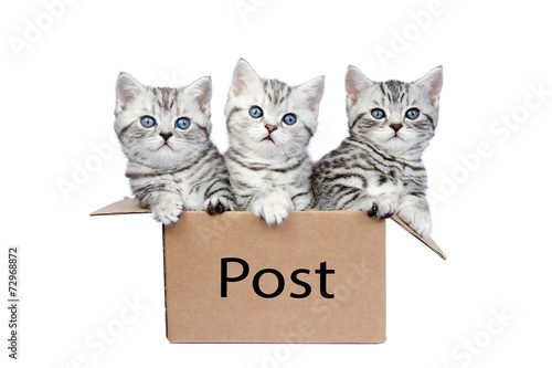 Three young cats in cardboard box on white