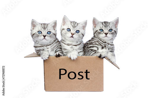 Canvas Print Three young cats in cardboard box on white