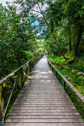 Hiking wooden passage or path through a luxurious forest © StockPhotosArt