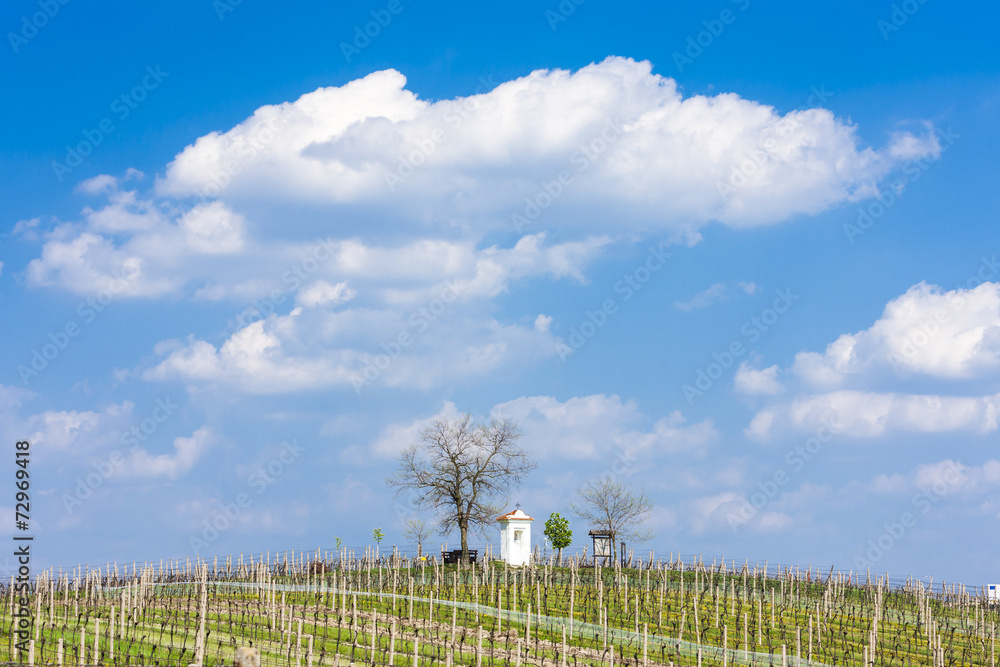 spring vineyards near Nemcicky, Czech Republic
