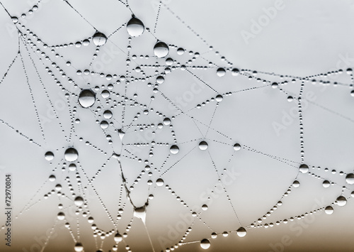 spiderweb and dewdrops