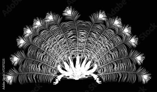 peacock feather fan silhouette on black