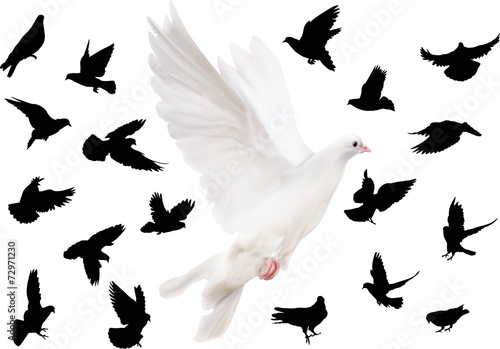 nineteen isolated pigeons