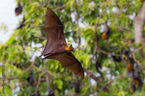 Full open wings of flying male Lyle's flying fox