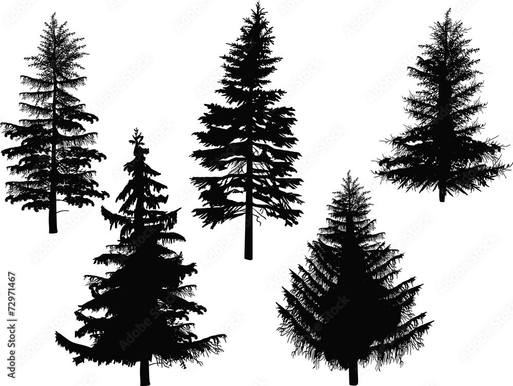 five fir silhouettes isolated on white