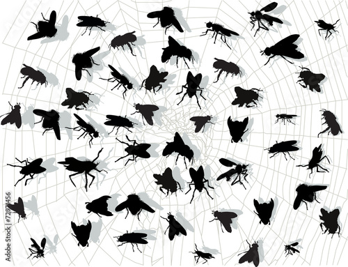 lot of fly silhouettes in spider web isolated on white