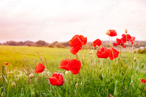 Red poppy flowers