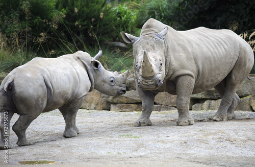 Male Southern White Rhinoceros and cub.