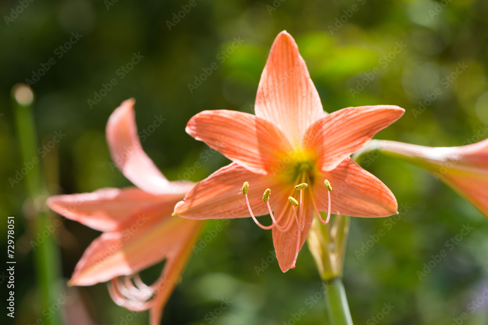 Orange lily in a botanical garden Orange lily in a botanical garden