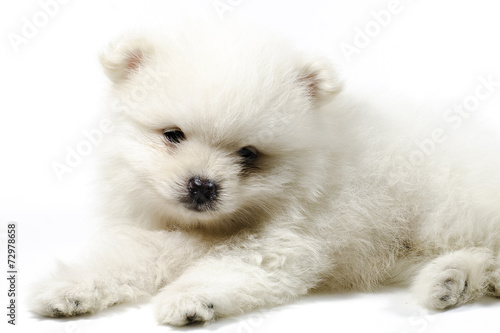 White Puppy