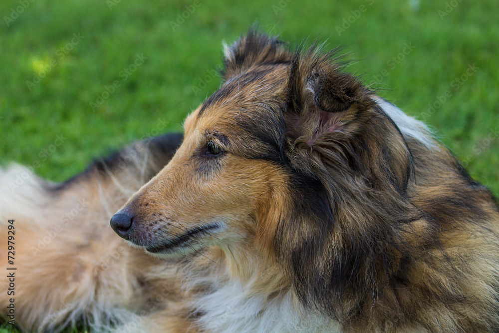 Maya the shetlan dog