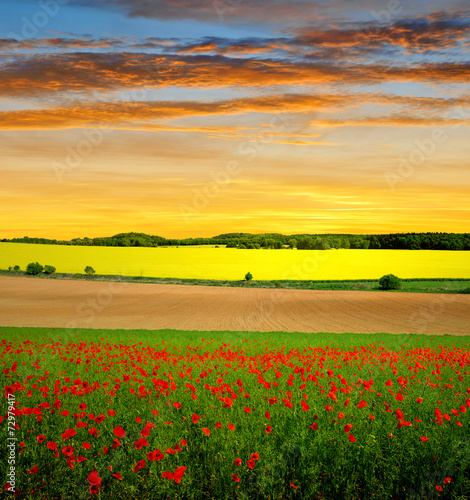 Spring landscape with red poppy field at sunset