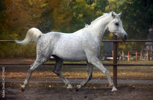Tablou pe pânză Grey arabian horse runs gallop