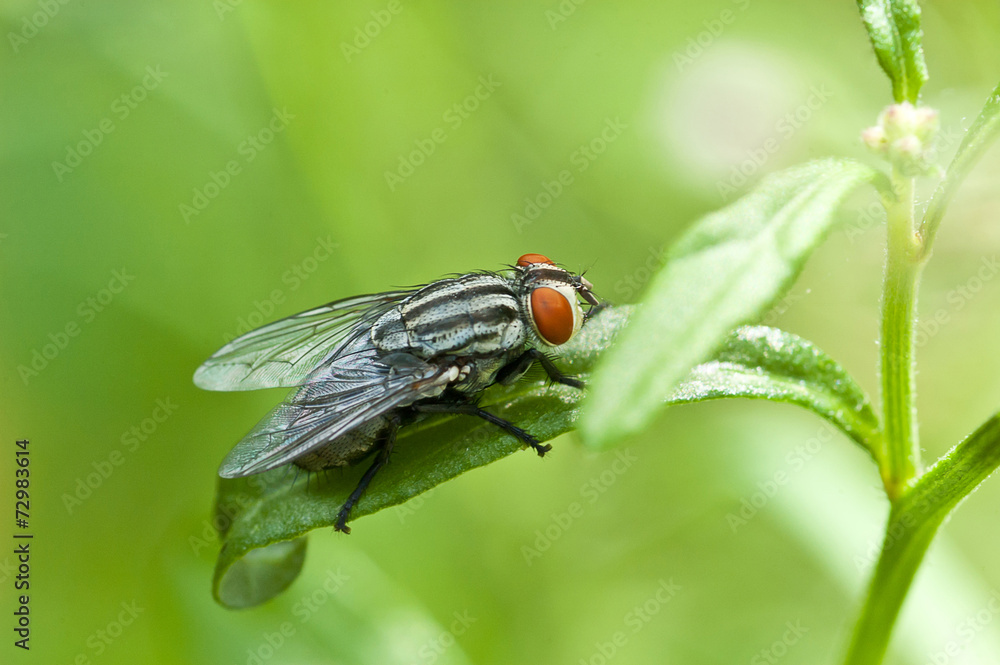 fly in nature. macro fly in nature. macro