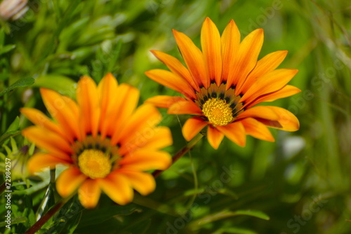 Orange marguerite