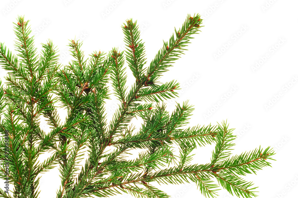 Naklejka premium Fir branch