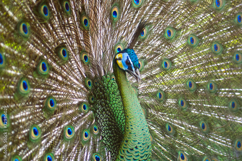 Fototapeta premium Павлин с распущенным хвостом