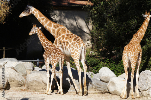 girafes et girafon