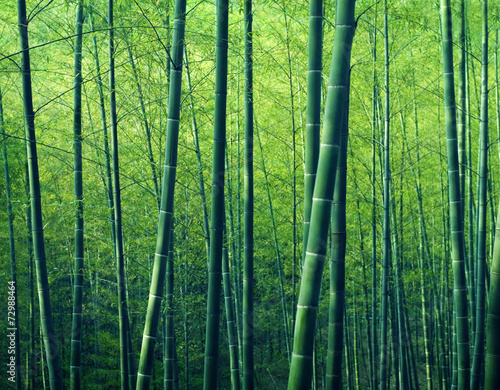 Bamboo Forest Trees Nature Concept