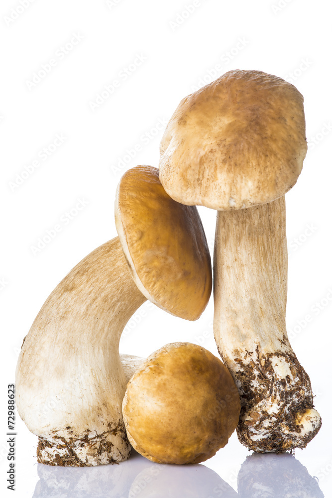 Boletus edulis, hongos frescos aislados sobre fondo blanco Boletus edulis, hongos frescos aislados sobre fondo blanco