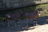 Couple d'Oryx Beïsa