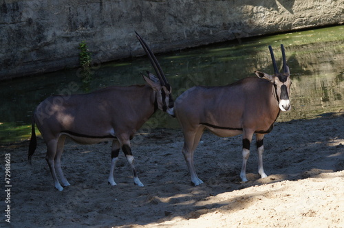 Couple d'Oryx Beïsa