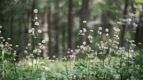 Forest flowers