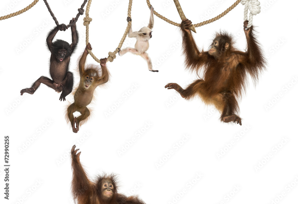 Fototapeta premium Młody orangutan, młody gibon spłaszczony i młody bonobo wisi