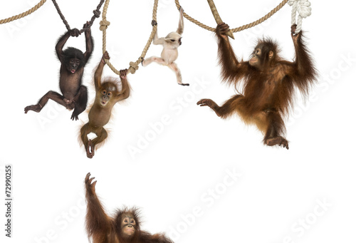 Young Orangutan, young Pileated Gibbon and young Bonobo hanging