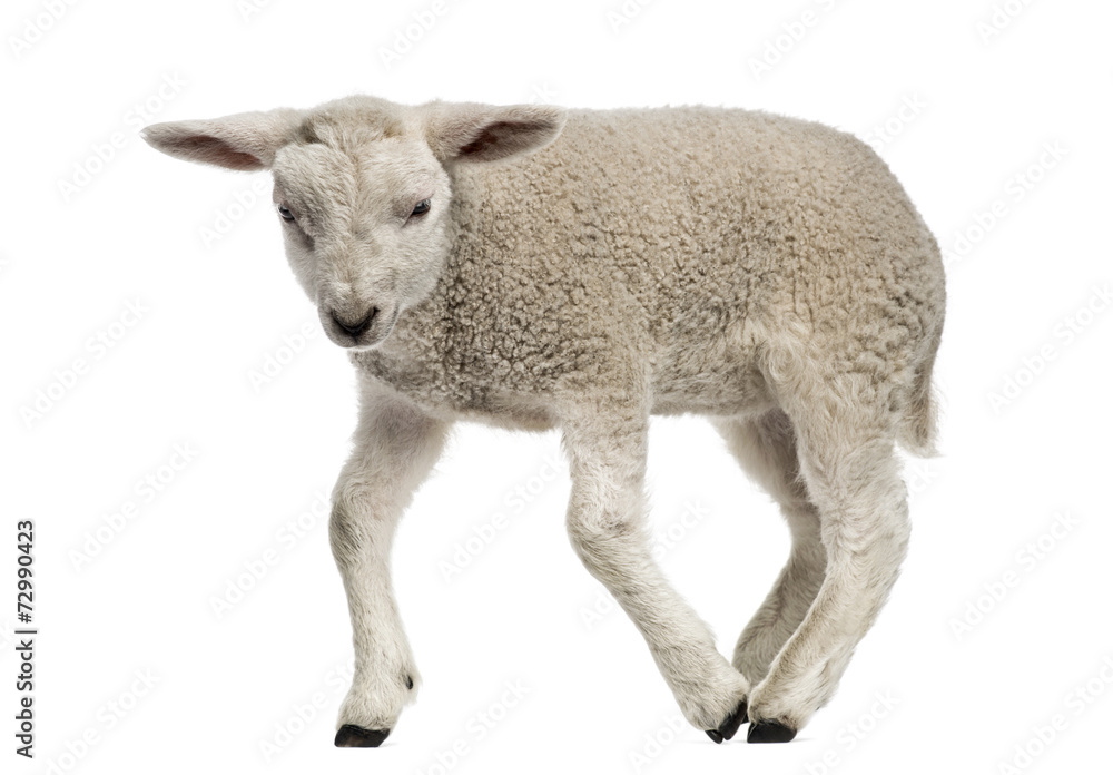 Lamb (8 weeks old) isolated on white Lamb (8 weeks old) isolated on white